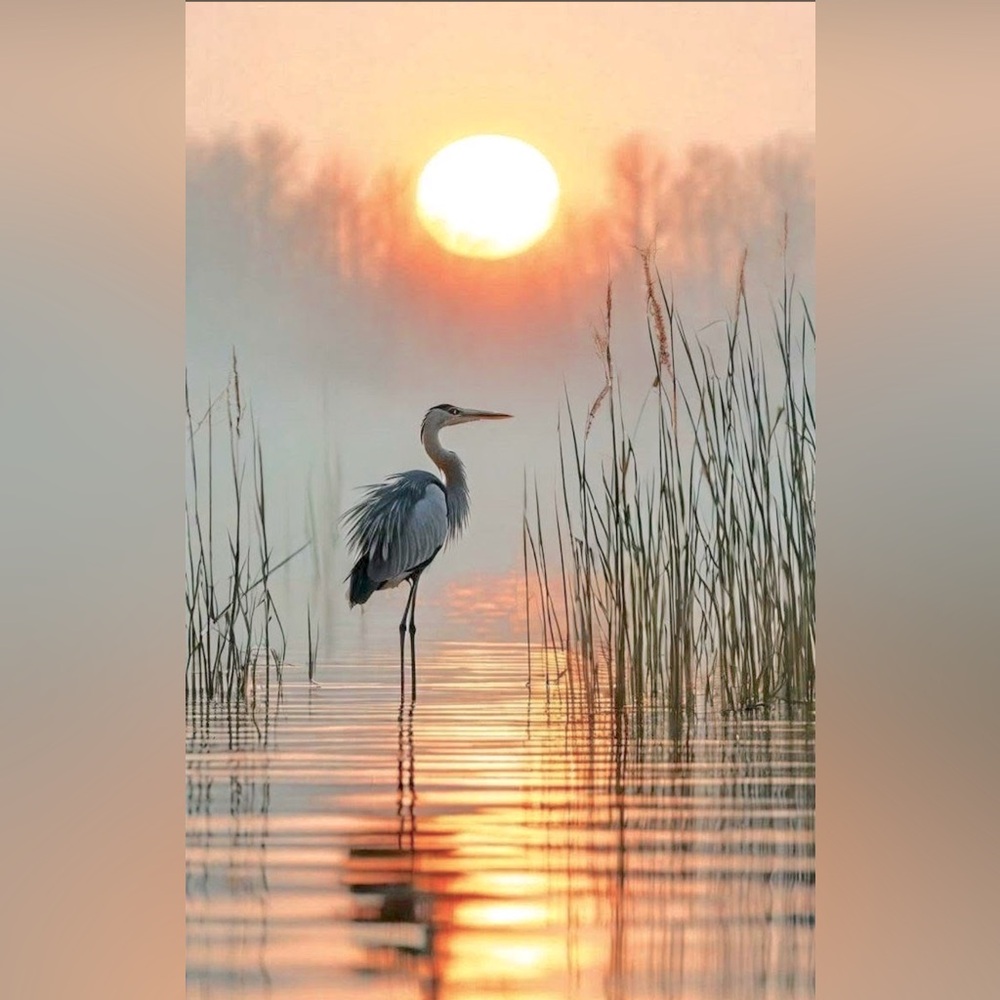 Meet your Posher, Red